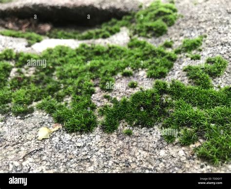 Moss on the rocks Stock Photo - Alamy