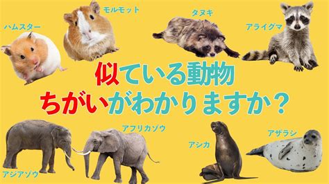 似ている動物を見分けよう【解説】 Youtube