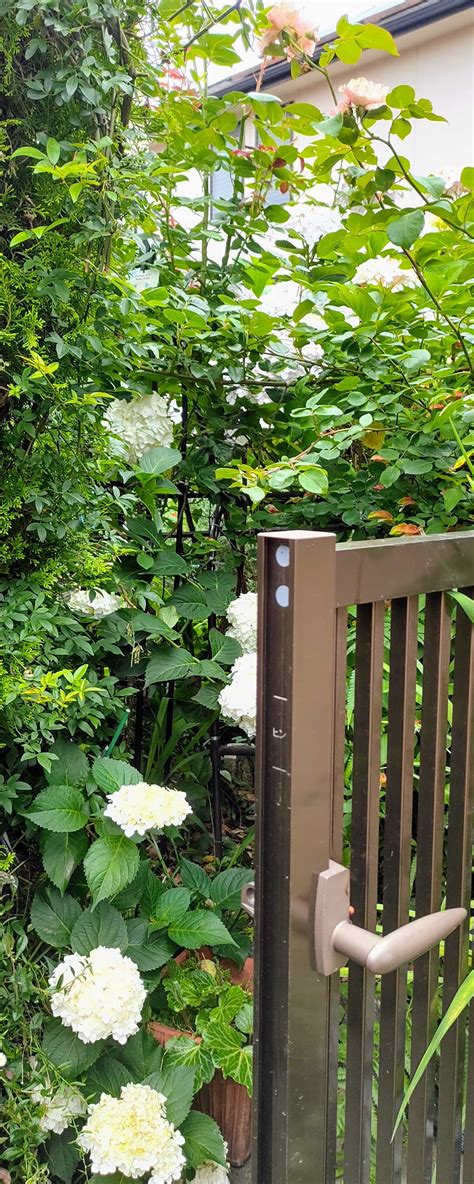 紫陽花の季節になりましたね☔ 庭の紫陽花と2番花の薔薇のコラボを見てやって下さいね ⌒ ⌒ ˘︶˘ ｡ 💖 笑えるサバイバルガーデンにようこそ🧓🌹 楽天ブログ