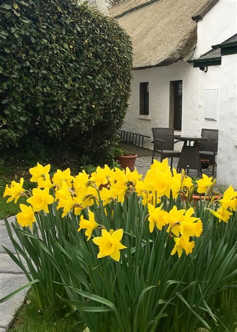 Cottages Gallery • Luxury Cottages in Ireland | Ireland cottage, Luxury ...