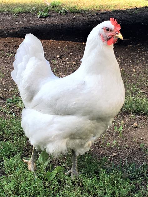 White Jersey Giant Chickens Baby Chicks For Sale Cackle Hatchery