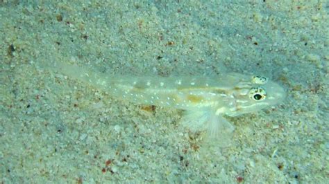 Goby Family Photographs, and Information – Gobiidae | Mexico – Fish ...