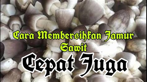 Cara Membersihkan Jamur Sawit Tangkos Sawit Youtube