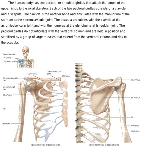 Shoulder Pectoral Girdle Muscles And Movements Human