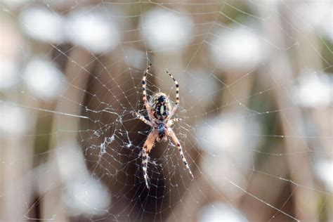 Foto imagen de una araña y su telaraña Foto Premium