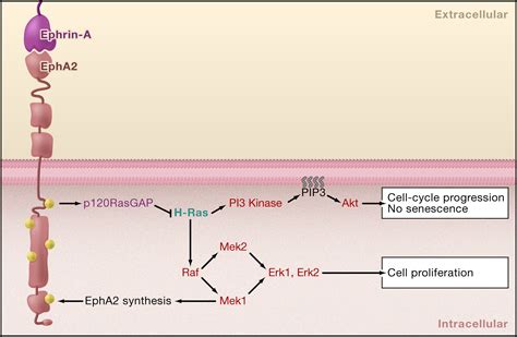 Eph Ephrin Bidirectional Signaling In Physiology And Disease Cell