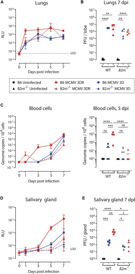 Mck Mediated Mcmv Infection Of Macrophages And Virus Dissemination To