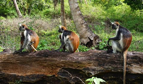 Safari On Zanzibar Visit Jozani Forest And Saadani National Park