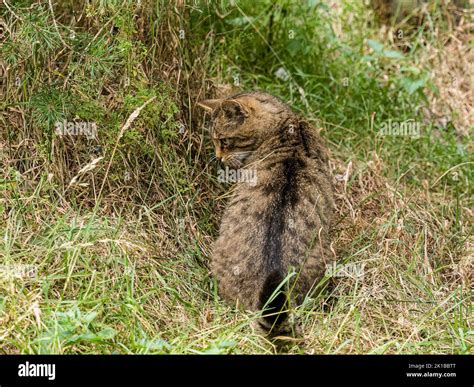 A captive Scottish wildcat - part of the breeding and reintroduction ...