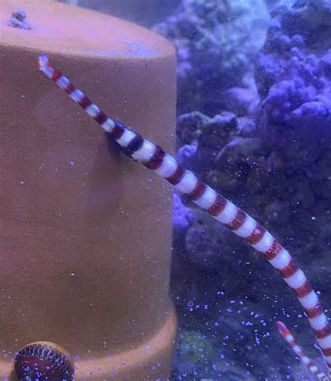 Pipefish – Banded - Live Gem Factory Ltd.