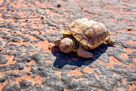 ‘tis The Season For Desert Tortoise Watching And Counting In Southern