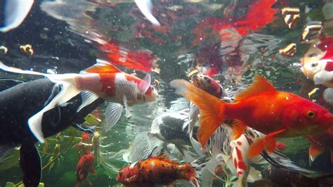 Goldfish And Koi Pond Video 12 Youtube