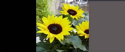 BIENEN UND SCHMETTERLINGE IM GARTEN