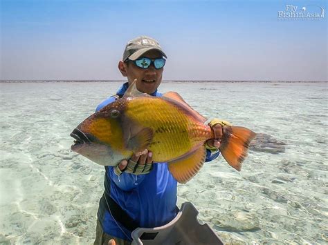 About Triggerfish - Sport Fishing Asia