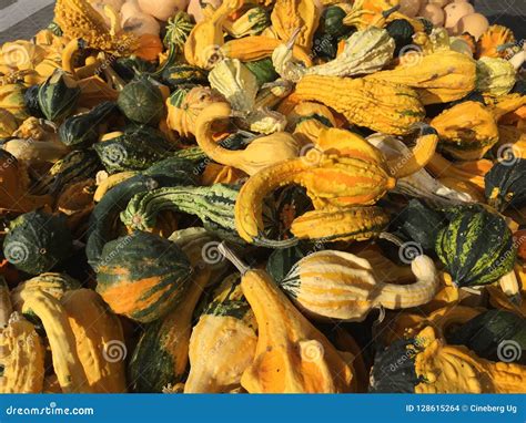 Courgette flowers stock photo. Image of natural, sale - 128615264