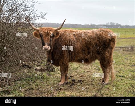 old mammal galloway cow with horns in dutch nature Stock Photo - Alamy