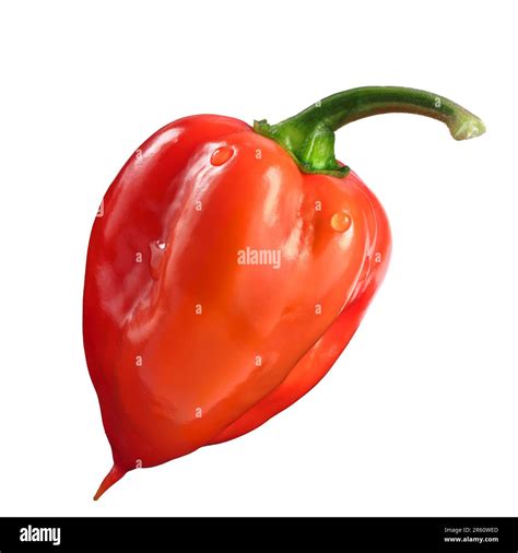 Hot Chili Pepper Transparent Stock Photo Alamy