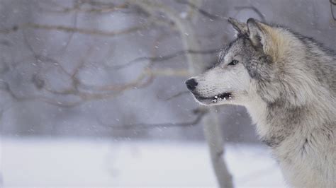 Snow Wolf Wallpapers - Top Free Snow Wolf Backgrounds - WallpaperAccess