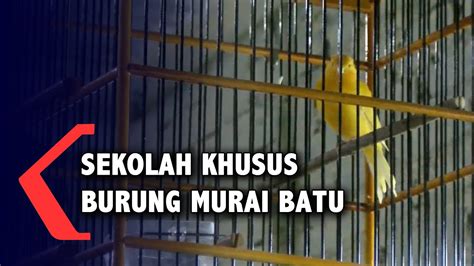 Sekolah Khusus Untuk Burung Murai Batu Di Pekalongan Youtube