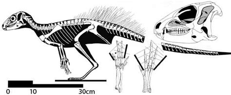 Heterodontosaurus Pictures And Facts The Dinosaur Database