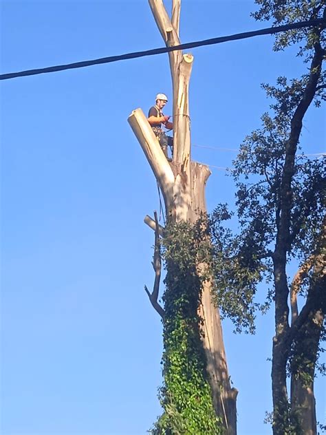 Poda abate de árvores difíceis Sever do Vouga OLX Portugal