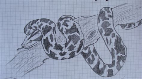 Burmese Python by Nightfury978 on DeviantArt