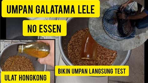 Cara Buat Umpan Galatama Lele No Essen Media Ulat Hongkong Youtube