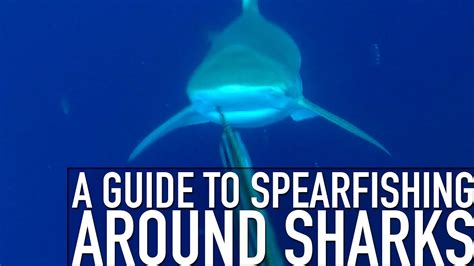 Guide to Spearfishing around Sharks - SNEAK PEAK / TRAILER - YouTube