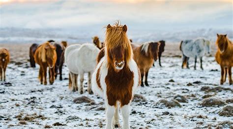 Borgarfjordur Eystri El Para So De Los Frailecillos En Islandia