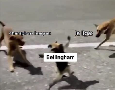 Belligol Origen Y Mejores Memes De Bellingham Para Compartir En Redes