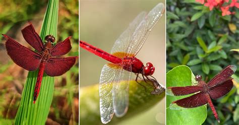 Red Dragonfly Meaning and Information | Balcony Garden Web