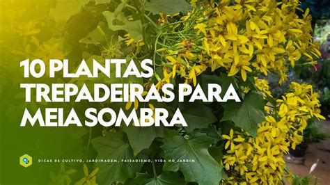 10 PLANTAS TREPADEIRAS Para MEIA SOMBRA YouTube