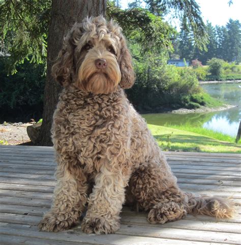 Adult Miniature Australian Labradoodle
