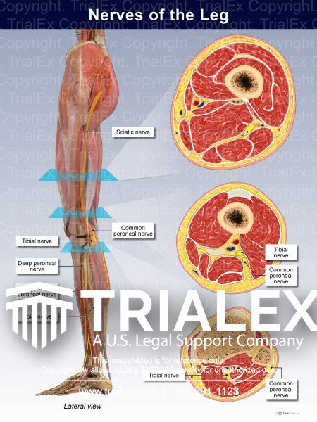 Nerves Of The Leg Trialquest Inc