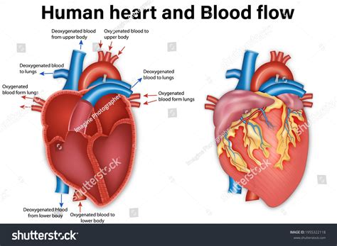 Diagram Human Heart Anatomy Blood Flow Stock Vector (Royalty Free ...