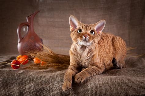 15 Beautiful Big Ear Cat Breeds That Youll Love I Discerning Cat