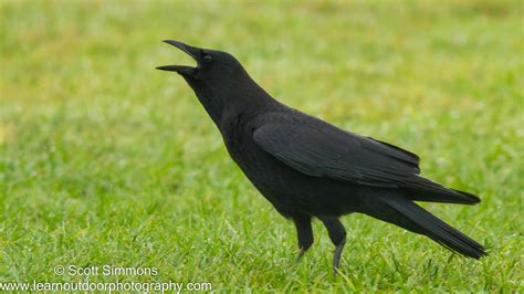 American Crow | Focusing on Wildlife