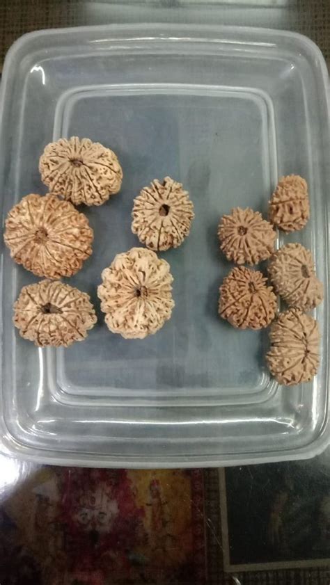 Beadd Rudraksha Beads 14 Face 1 Gram To 5 Gram Packaging Type Single