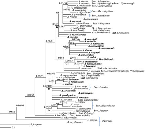 Fifty Percent Majority Rule Consensus Tree Resulting From Bayesian