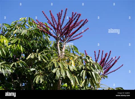 Queensland Umbrella Tree Hi Res Stock Photography And Images Alamy