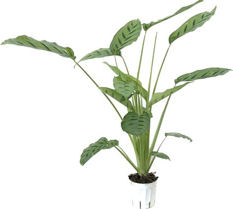 Calathea Leopardina, Goeppertia Concinna | Canopi Plants