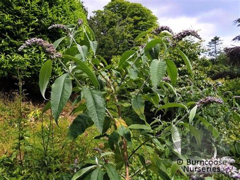 Buddleja Yunnanensis From Burncoose Nurseries