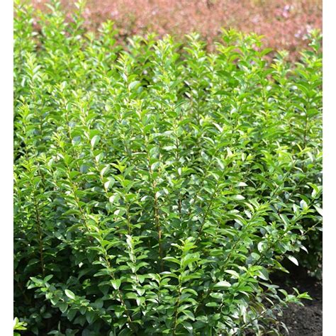 Liguster Green Diamond 80-100cm - Ligustrum ovalifolium kaufen bei OBI