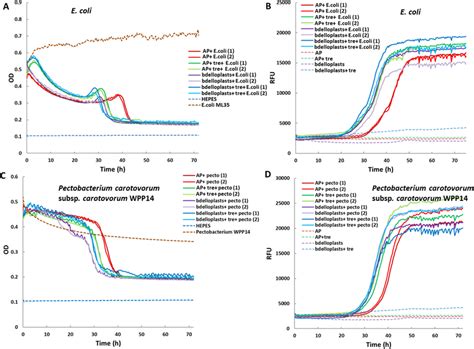 Growth And Predation Dynamics Of Released Encapsulated B Bacteriovorus