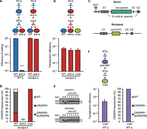 Escape phage populations enable further gene transfer via transduction... | Download Scientific ...