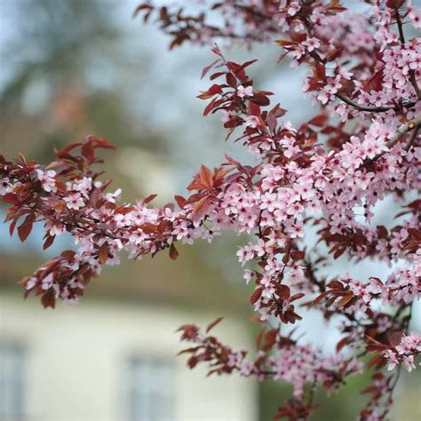 Purpleleaf Sand Cherry Standard Knippel Garden Centre