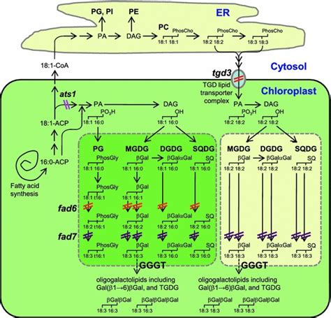 Glycerolipid biosynthesis in A. thaliana leave. An abbreviated ...