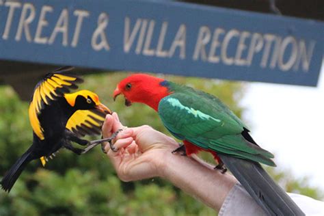 Wildlife at Lamington National Park