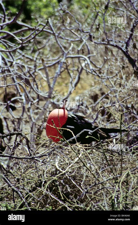 Adult Male Magnificent Frigatebird Fregata Magnificens With Inflated