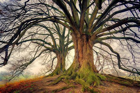 Warum alte Bäume wichtig für Wälder sind wetterversicherung de